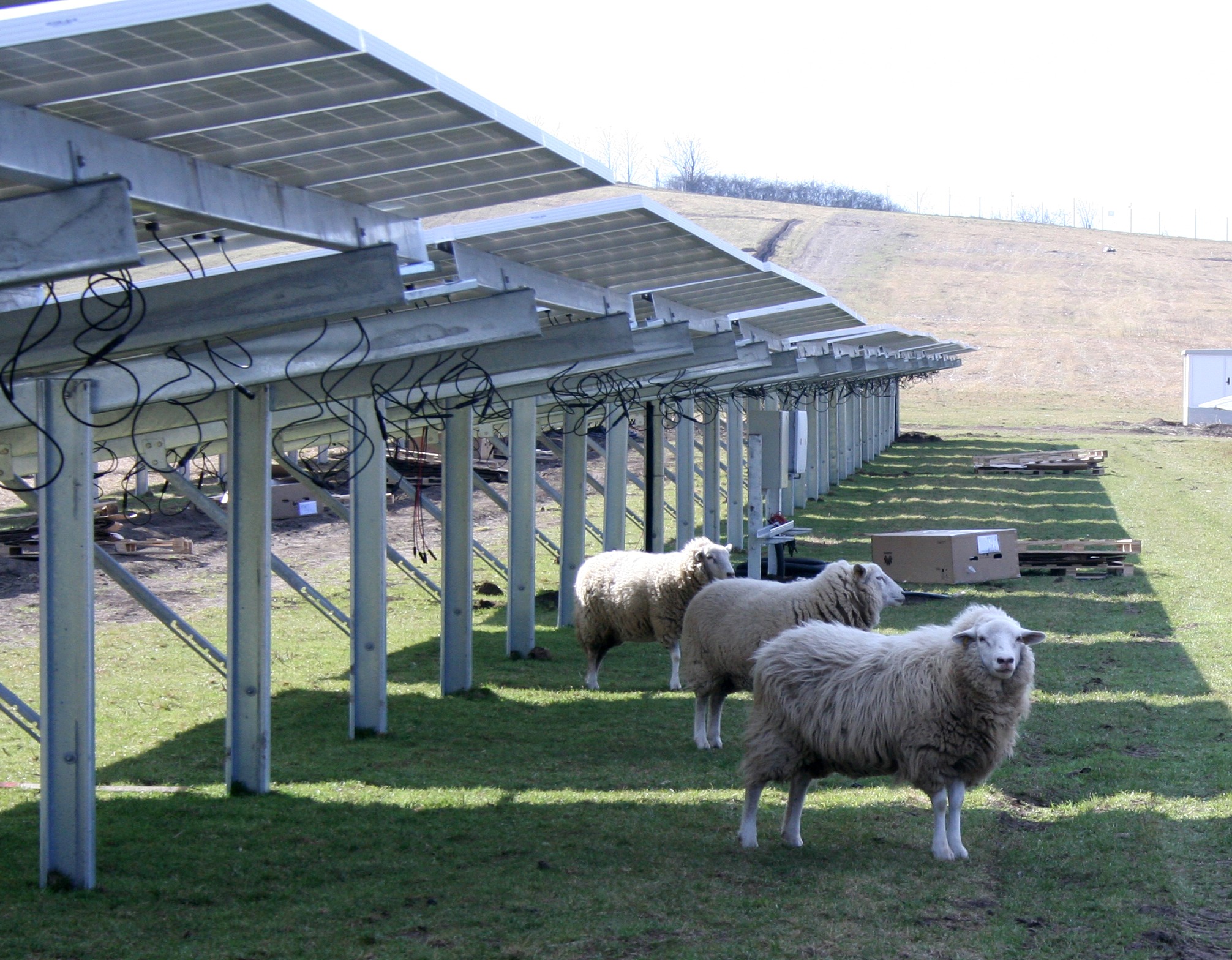 sheeps in the Astrasun solar power plant 